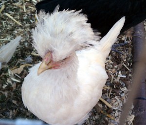 Lucy Naves - Naves Family Chicken @ 9 weeks old