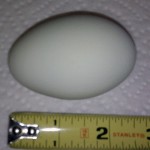 Arbi - The Ameraucana (egg)