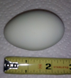 Arbi - The Ameraucana (egg)