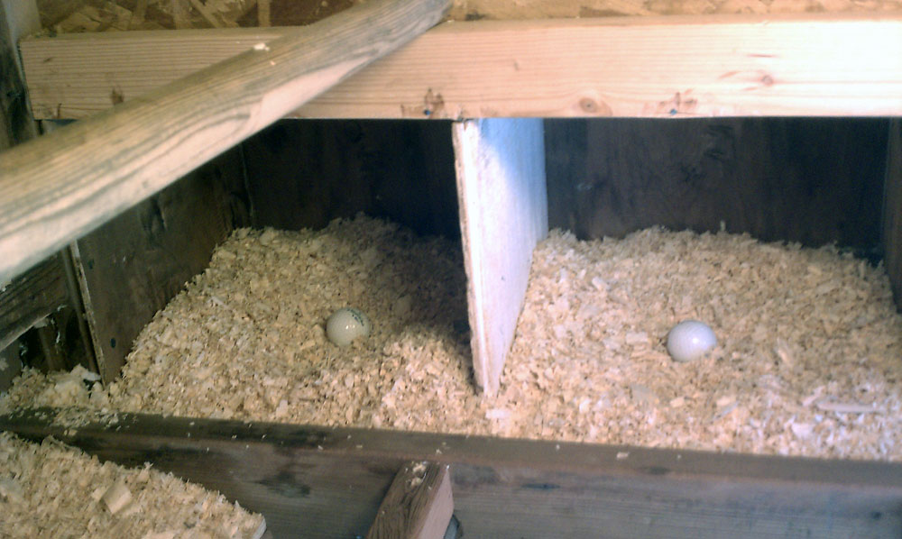 Chicken Nesting Boxes Plans