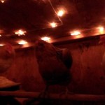 Chicken Coop Interior Lights (star lights)