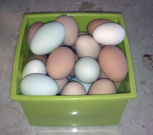 Farm Fresh Eggs in Auburn CA
