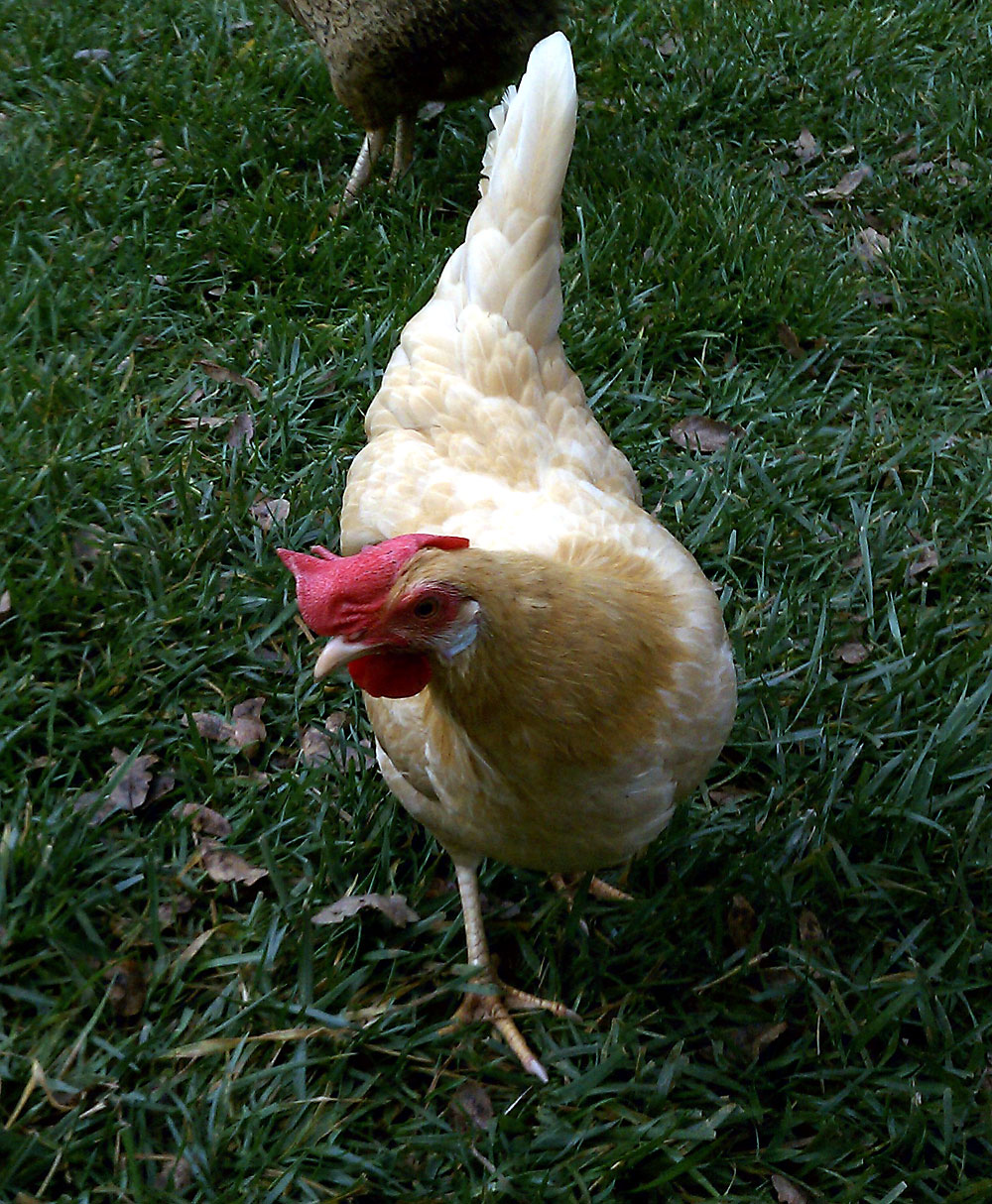 Foggy - Naves Family Farms Chicken