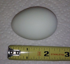 Loca - Ameraucana (egg)