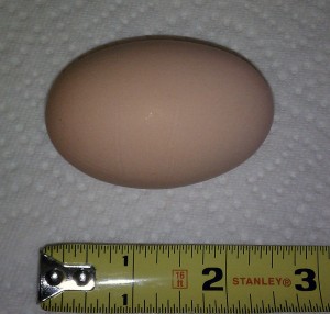 Mae - Welsummer (egg)