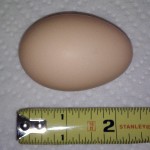 Maia - The Buff Plymouth Rock (egg)