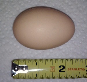Maia - The Buff Plymouth Rock (egg)