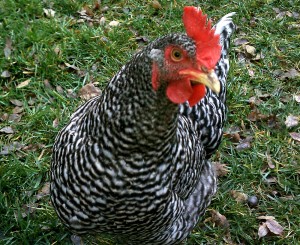 Weezy | Barred Plymouth Rock