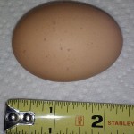 Weezy - Barred Plymouth Rock (egg)