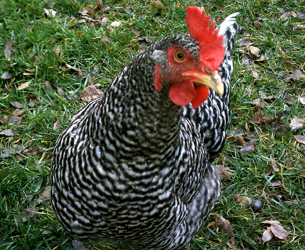 Weezy - The Barred Rock