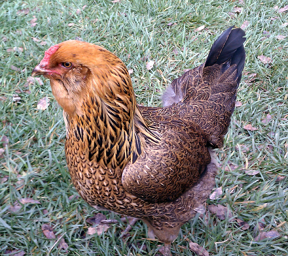 Arbi - Naves Family Farms Chicken