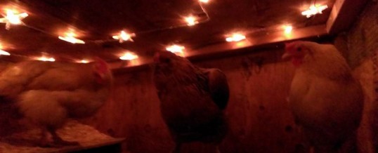 Chicken Coop Lighting