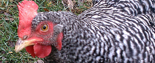 Weezy - Barred Plymouth Rock